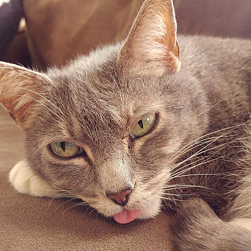 Biscuit Factory Haggadah (2018)