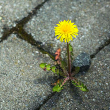 The Indivisible Haggadah