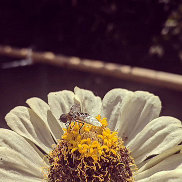 Passover Plagues Haggadah