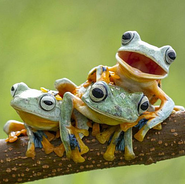 The Get Me Outa This Mask Haggadah