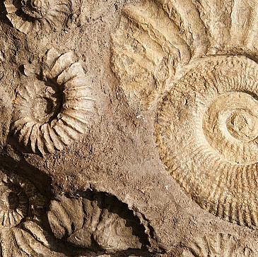 shmita 2022 hagaddah