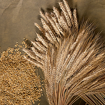 Counting the Omer: a Meditation Guide