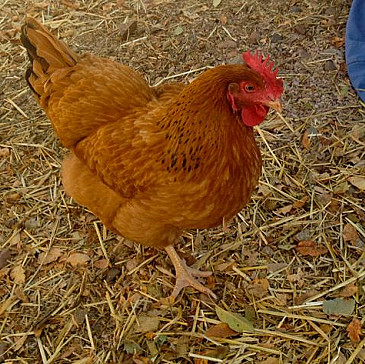 Homemade Passover Haggadah