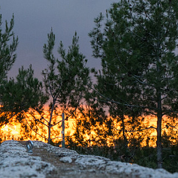 Weizenbaum, Sorger & Friends Haggadah 