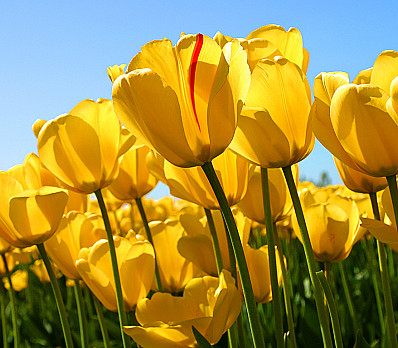 Karpas: The Spring Forth