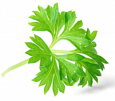 parsley close up