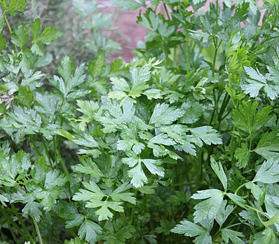 Parsley