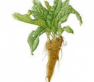 The Third Symbol: Maror