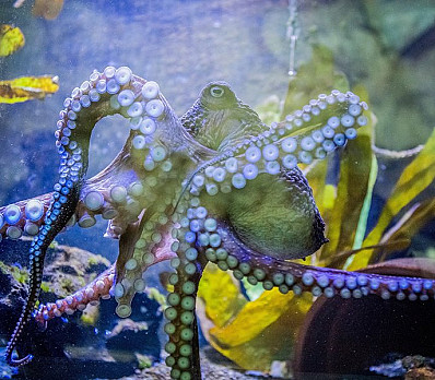 Inky's quest for freedom