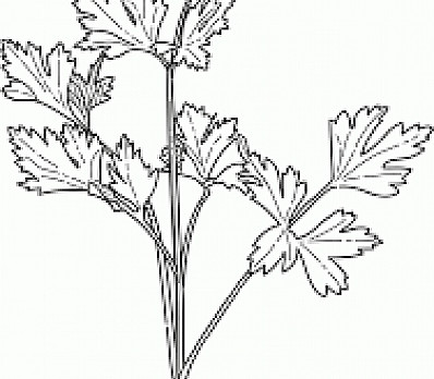 Parsley Coloring Page