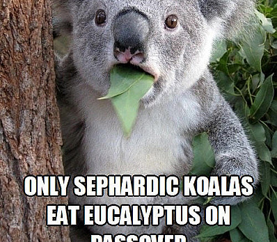 Koala's on Passover