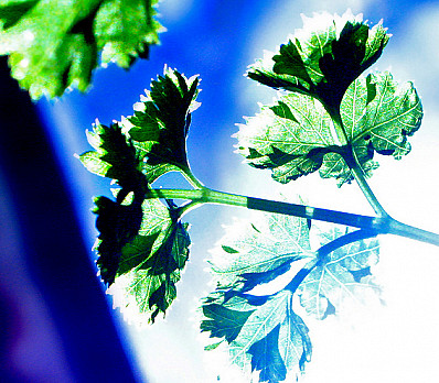 Baby You Can Drive My Karpas