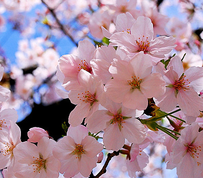 It's Time to Dip: Renaissance, Rebirth and Revival