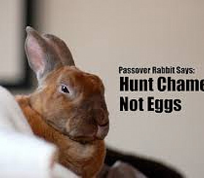 Passover Rabbit Says . . . 