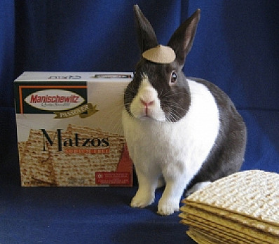 Matzah Bunny
