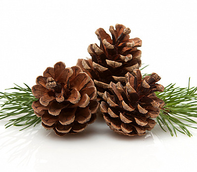 THE PASSOVER PINE CONE: Putting Prisons on the Seder Plate