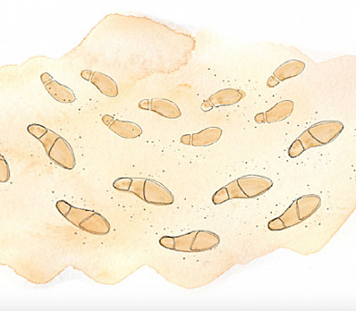 Kavannah for Opening the Door for Elijah