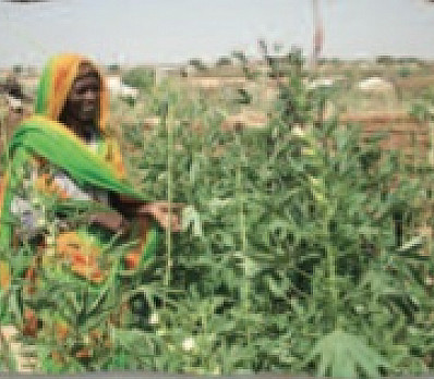 JWW: Lehem Oni- Bread of Affliction