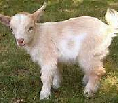 Chad Gadya - One Little Goat