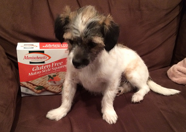 Dolly matzah