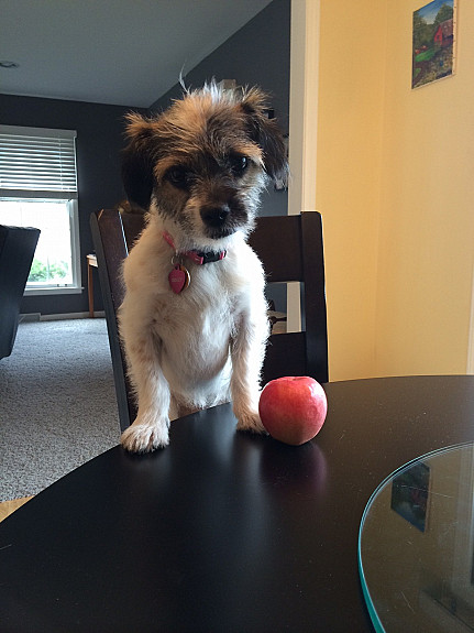Dolly apple