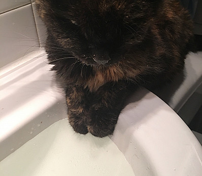 Washing of the hands