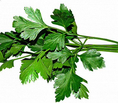 Karpas - Eating the Spring Vegetable