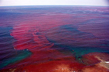 plagues from a secular viewpoint-blood