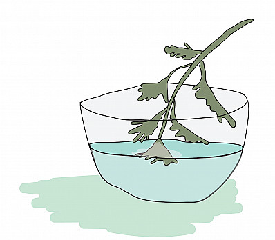 Karpas:  Dipping the Parsley