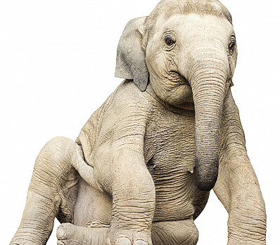 The Elephant At Your Passover Seder