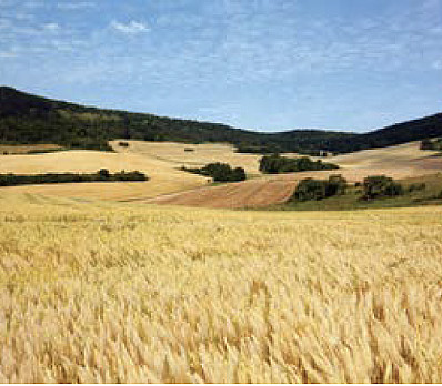 Motzi Matzah - Eating the Unleavened Bread