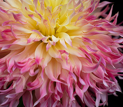 Illustration for Hallel