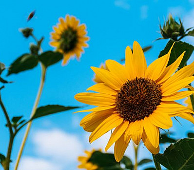 Sunflower Seeds on My Seder Plate