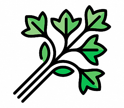 Karpas כַּרְפַּס