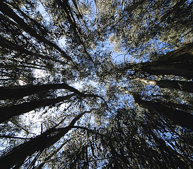 berkeley trees photo