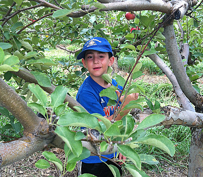 Picking Apples